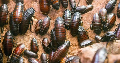 Cockroach-Extermination-Services