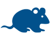 rat